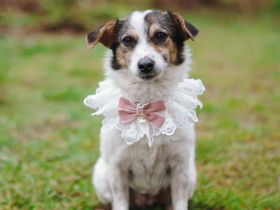 Kleine Alisha sucht ihr Körbchen