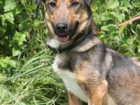 Zauberhafte kleine Henriette wünscht sich ein Zuhause