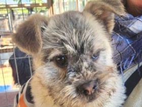 Nick, verspieltes, zutrauliches Hundekind sucht liebe Menschen, 10 Monate, 30 cm (Mai 25)