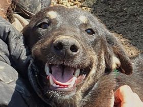 Safari, aufgeschlossene, sehr menschenbezogene Junghündin sucht liebe Menschen, 1 Jahr, 49 cm