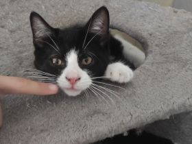 2 niedliche, verspielte und unzertrennliche Kitten Geschwisterpaar suchen ein schönes Zuhause