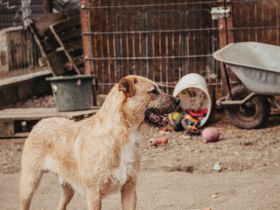 Neville sucht ein aktives Zuhause
