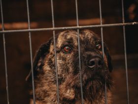 Struppi sucht sein Zuhause