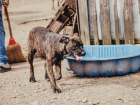 Ronja sucht ein Zuhause