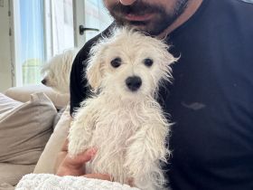 💖 Zuckersüße Mini-Malteser-Welpen – Junge & Mädchen – bereit für ihr Für-Immer-Zuhause 💖