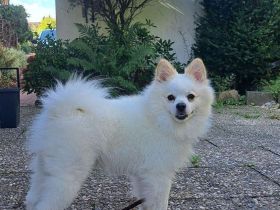 Deckrüde Mittelspitz Weiß! Kein Verkauf !!