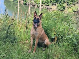 Malinois-Hündin in kompetente Hände abzugeben