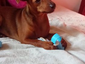 🐶 Zwergpinscher-Welpen – 2 Hündinnen, 4 Monate alt, braun, mit Pass