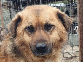 Malewa, 4 Jährige liebe Hündin, die schon lange auf ihre Ausreise nach Deutschland wartet, 44 cm