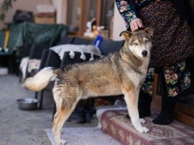 Schüchterner Walzer sucht aktive Familie