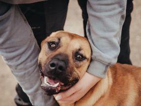 Miss Lilly sucht ein Zuhause