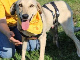 Frohnatur Dexter sucht seine Menschen