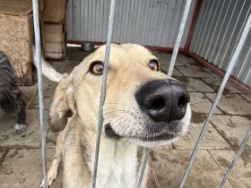 Frohnatur Dexter sucht seine Menschen