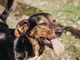 Frederick sucht ein Zuhause