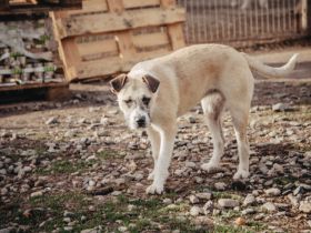 Delia sucht ein Zuhause