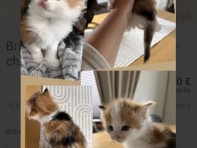 Britisch langhaar kitten