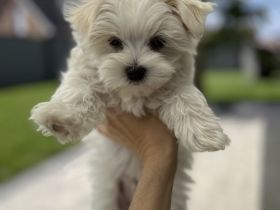 2 Malteser Welpen Männchen