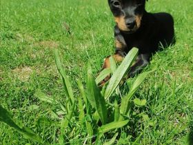 Welpe Prager Rattler