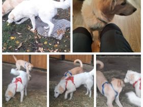 Diese tollen Mischlinge suchen ein Körbchen