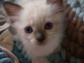 Ragdoll Kitten mit Stammbaum