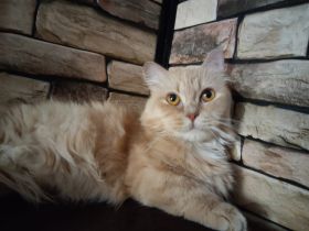 Munchkin Katze, potent, ohne Stammbaum