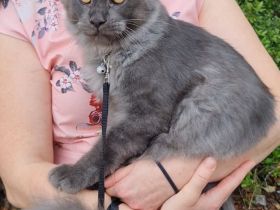 Kastrierte, verspielte wunderschöne Maine Coon Kitten aus einer seriösen Zucht