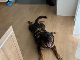 Annabella sucht ein neues Zuhause