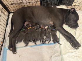 Cane Corso Blue Line Welpen