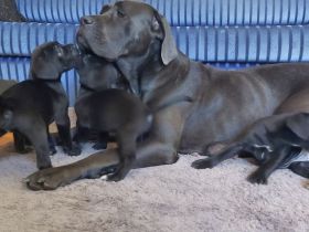 Reinrassige Cane Corso Welpen – 2 gesunde, wunderschöne Hündinnen in Budapest zu vergeben