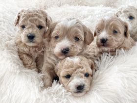Maltipoo Welpen