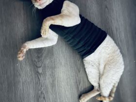 Cornish Rex Deckkater