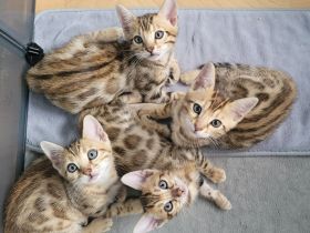 Wunderschöne Bengal Kitten