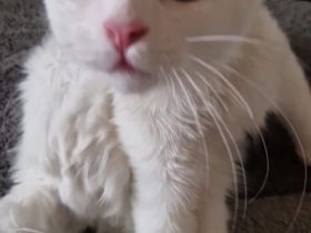 Weißer Türkisch Angora Kater