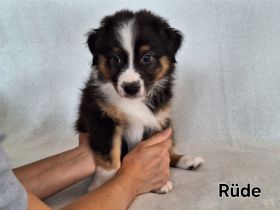 Australian Shepherd Welpen (Reinrassig)