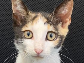 Dorle, geb. ca. 04/2025, lebt in GRIECHENLAND, auf einer privaten Pflegestelle