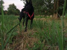 🐾 Treue Schäferhund-Border Collie Mischlings-Dame sucht liebevolles Zuhause 🐾