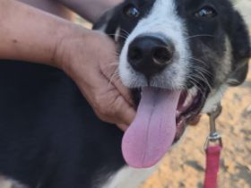 Welpe Fotis / männlich / derzeit noch in Griechenland