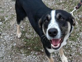 Junghund Fotis  / männlich / derzeit noch in Griechenland