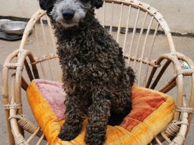 Aussiedoodle F1b Junghund