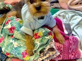 * Mini Yorkshire Terrier *