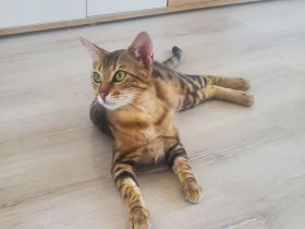 Kater - Mischung aus Bengale und orientalisch Kurzhaar (OKH)
