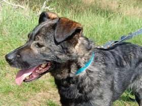 Bragan, sehr lieb sucht seine Menschen