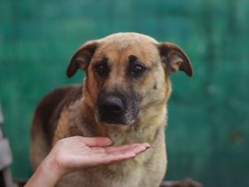 Schmusige Chloe sucht ihre Menschen