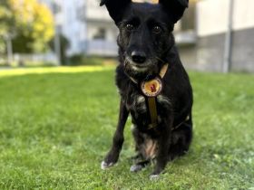 Schmusemaus Anduni sucht Schutzzone