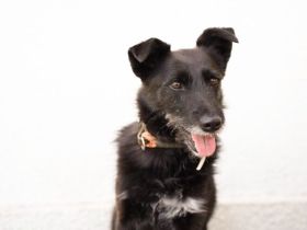 Schmusemaus Anduni sucht Schutzzone