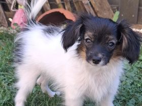 Phalene mit Ahnentafel braun Zobel und tricolor