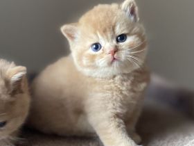 BKH Kater