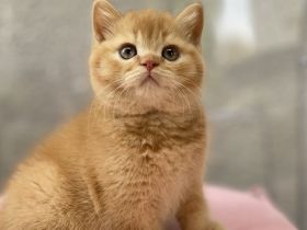 BKH Kater