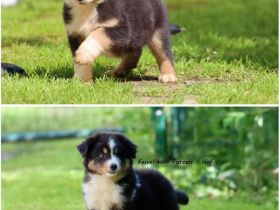 2 Absolute Kuschelbären mega Kinderlieb auch für Anfänger Australian Shepherd Rüde