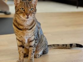 RIO sucht ein Zuhause